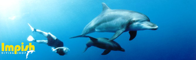 イルカと泳ぐツアー 御蔵島で野生イルカと泳ぐ ふれあいドルフィンスイム 練馬区ｐａｄｉダイビングショップ インピッシュ